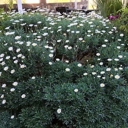 Goecek Selya Hotel Gocek (Fethiye)